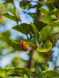 Attēlu rezultāti vaicājumam “Fagus sylvatica fruit”