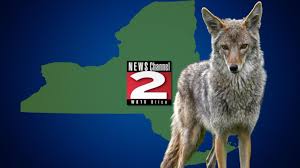 Image result for Hartlepool Coyotes