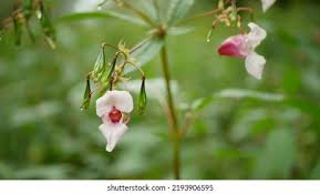Attēlu rezultāti vaicājumam “Impatiens glandulifera fruit”