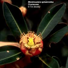 Attēlu rezultāti vaicājumam “Clusiaceae”