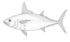 Image result for Euthynnus affinis