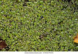 Attēlu rezultāti vaicājumam “Lemna gibba”