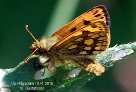 Attēlu rezultāti vaicājumam “Carterocephalus silvicolus female”