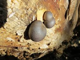 Attēlu rezultāti vaicājumam “Lycogala botrydium”