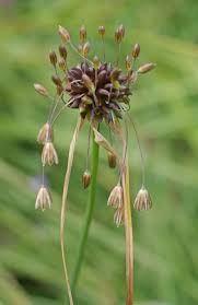 Attēlu rezultāti vaicājumam “Allium oleraceum”