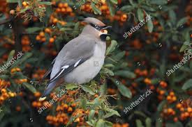Attēlu rezultāti vaicājumam “Bombycilla garrulus adult”