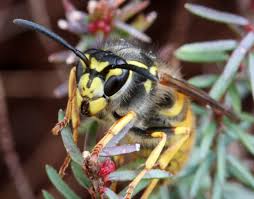 Attēlu rezultāti vaicājumam “Vespula germanica male”