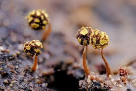 Attēlu rezultāti vaicājumam “Physarum viride var. aurantium stalked”