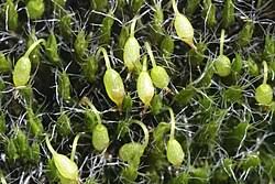 Attēlu rezultāti vaicājumam “Grimmia pulvinata sporophyte”