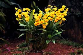 Attēlu rezultāti vaicājumam “Chrysotoxum sp.”