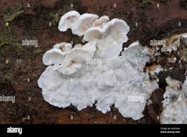 Attēlu rezultāti vaicājumam “Aurantiporus fissilis”