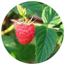 Attēlu rezultāti vaicājumam “Rubus idaeus fruit”