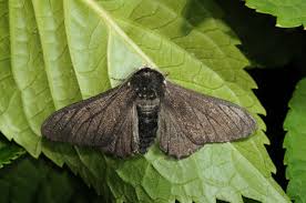 Attēlu rezultāti vaicājumam “Biston betularia”