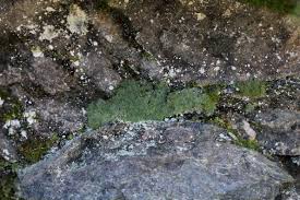 Attēlu rezultāti vaicājumam “Saelania glaucescens”