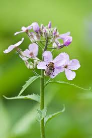 Image result for Hesperis matronalis