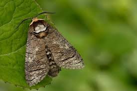 Attēlu rezultāti vaicājumam “Cossus cossus”