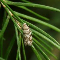 Attēlu rezultāti vaicājumam “Epinotia trigonella”