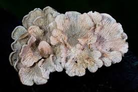 Attēlu rezultāti vaicājumam “Plicaturopsis crispa”