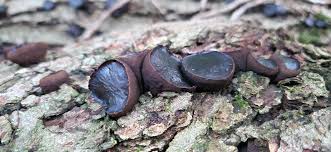 Attēlu rezultāti vaicājumam “Bulgaria inquinans”