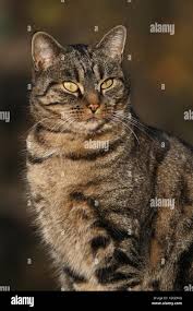 Attēlu rezultāti vaicājumam “Felis silvestris catus adult”