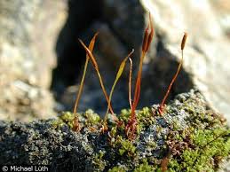 Attēlu rezultāti vaicājumam “Aloina rigida”