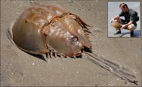 Image result for Limulus polyphemus