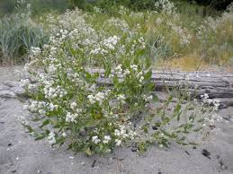 Attēlu rezultāti vaicājumam “Lepidium latifolium”