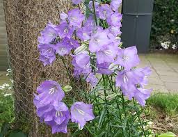 Image result for Campanula persicifolia