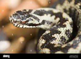 Attēlu rezultāti vaicājumam “Vipera berus adult”