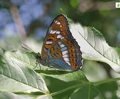 Attēlu rezultāti vaicājumam “Limenitis populi upperside”