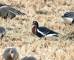 Attēlu rezultāti vaicājumam “Branta ruficollis adult”