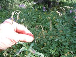 Attēlu rezultāti vaicājumam “Cinna latifolia”