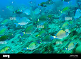 Image result for Acanthurus bahianus