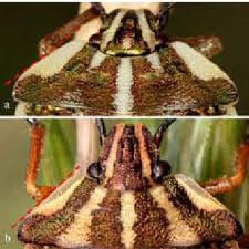 Attēlu rezultāti vaicājumam “Carpocoris sp. nymph”