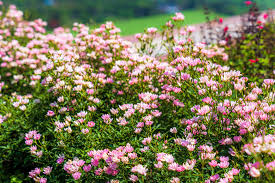 Attēlu rezultāti vaicājumam “Astragalus arenarius flower”