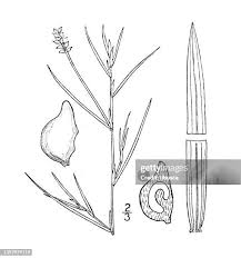 Attēlu rezultāti vaicājumam “Potamogeton rutilus”