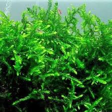 Attēlu rezultāti vaicājumam “Fontinalis antipyretica”