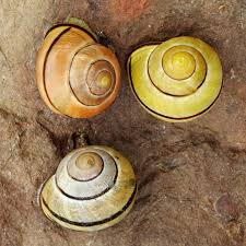 Attēlu rezultāti vaicājumam “Cepaea nemoralis”