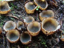 Attēlu rezultāti vaicājumam “Geopora arenicola”