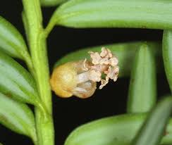 Attēlu rezultāti vaicājumam “Taxus baccata male flower”
