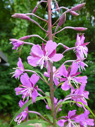 Image result for Weidenröschen