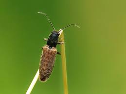 Attēlu rezultāti vaicājumam “Athous sp.”