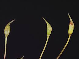 Attēlu rezultāti vaicājumam “Dichodontium pellucidum sporophyte”