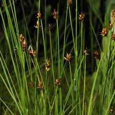 Attēlu rezultāti vaicājumam “Carex chordorhiza”
