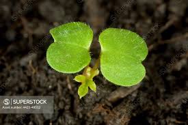 Attēlu rezultāti vaicājumam “Geranium robertianum leaf”
