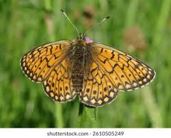 Attēlu rezultāti vaicājumam “Boloria eunomia”