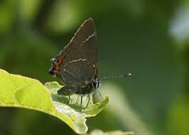 Attēlu rezultāti vaicājumam “Satyrium w-album underside”