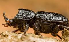 Attēlu rezultāti vaicājumam “Sinodendron cylindricum female”