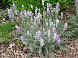 Attēlu rezultāti vaicājumam “Cribraria splendens”