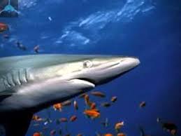 Image result for Nasolamia velox